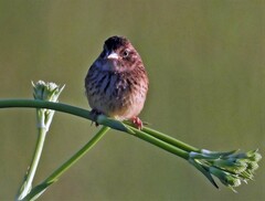 Ammodramus humeralis