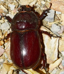 Oryctes nasicornis grypus