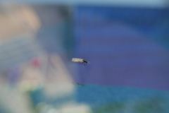 Crematogaster scutellaris