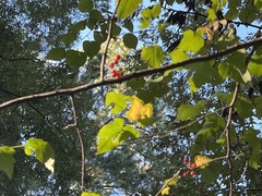 Crataegus marshallii