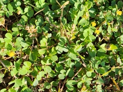 Chamaecrista rotundifolia