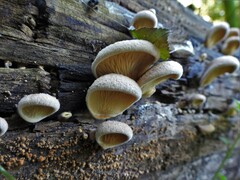 Crepidotus crocophyllus