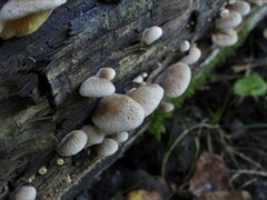 Crepidotus crocophyllus