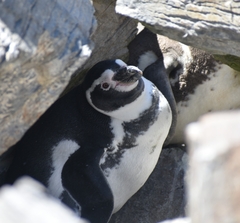 Spheniscus humboldti