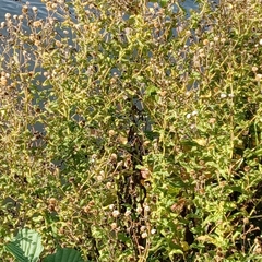 Pulicaria dysenterica