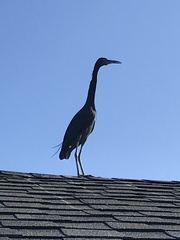 Egretta caerulea
