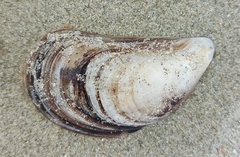 Mytilus edulis