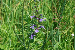 Lobelia sessilifolia