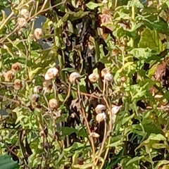 Pulicaria dysenterica