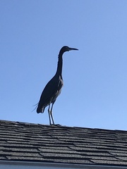 Egretta caerulea