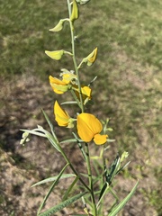 Crotalaria
