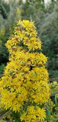 Senecio cappa