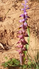 Lachenalia mutabilis