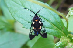 Trypanophora semihyalina