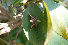 Endotricha olivacealis