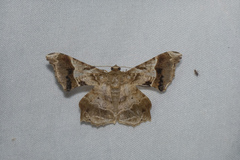 Krananda oliveomarginata