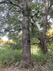 Quercus laurifolia