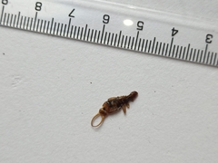 Chelidurella