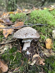 Amanita excelsa