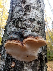 Phellinus nigricans