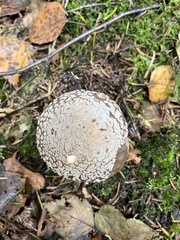 Amanita excelsa