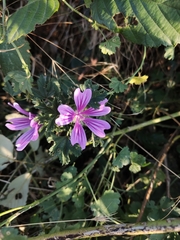 Malva