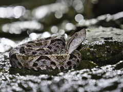 Bothrops asper