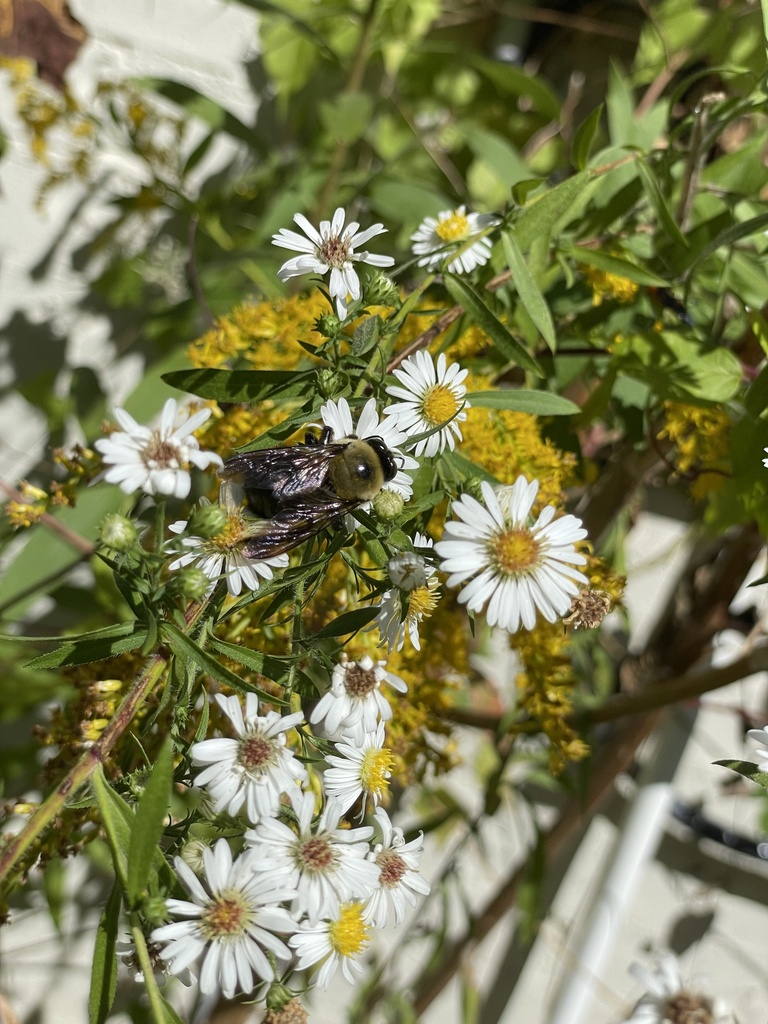 Eastern Carpenter Bee from Windrush Dr, Ridgeland, MS, US on October 14 ...