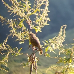 Grammatoptila striata