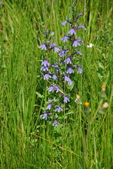 Lobelia sessilifolia