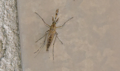 Culiseta annulata