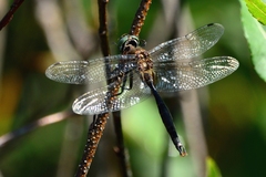 Somatochlora walshii