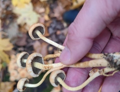 Hypholoma fasciculare