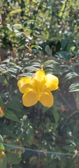 Hypericum uralum