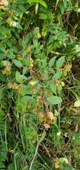 Hypericum uralum