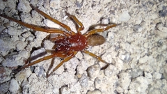 Dysdera