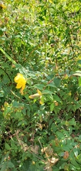 Hypericum uralum