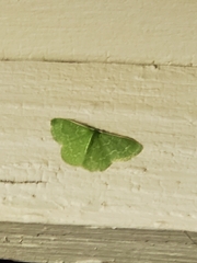 Synchlora frondaria