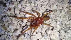 Dysdera