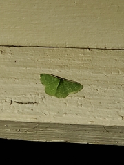 Synchlora frondaria