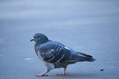 Columba livia domestica