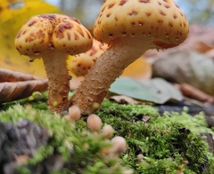 Pholiota adiposa