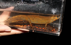 Hypselotriton cyanurus