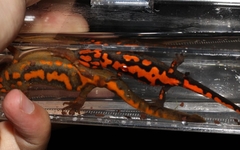 Hypselotriton cyanurus