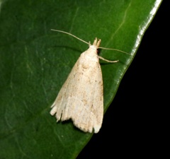 Luceria striata