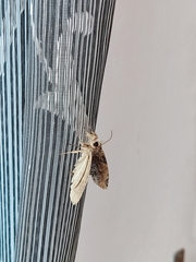 Ercheia cyllaria