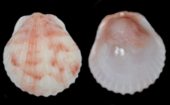 Pectinidae