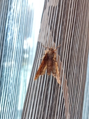 Ercheia cyllaria