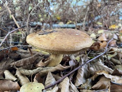 Xerocomus subtomentosus