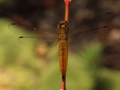 Orchithemis pulcherrima